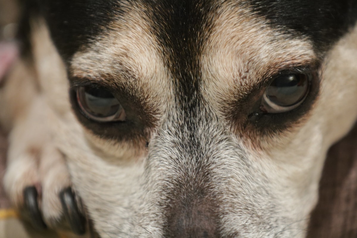 Dog concussion symptoms: guide to recognizing head trauma signs in pets