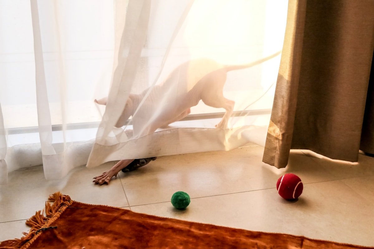 Dog playing indoor games - fun activities for mental stimulation