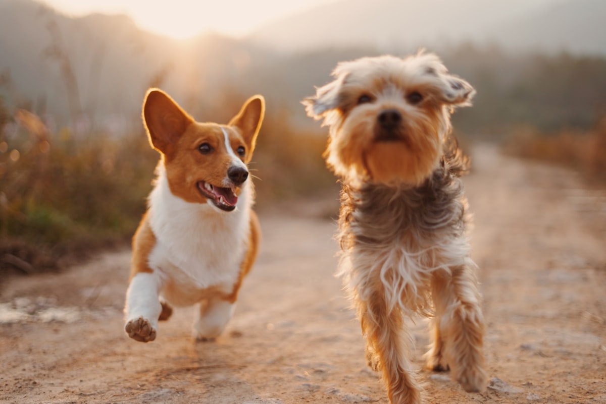Dog playing indoor games with scent work and puzzle toys