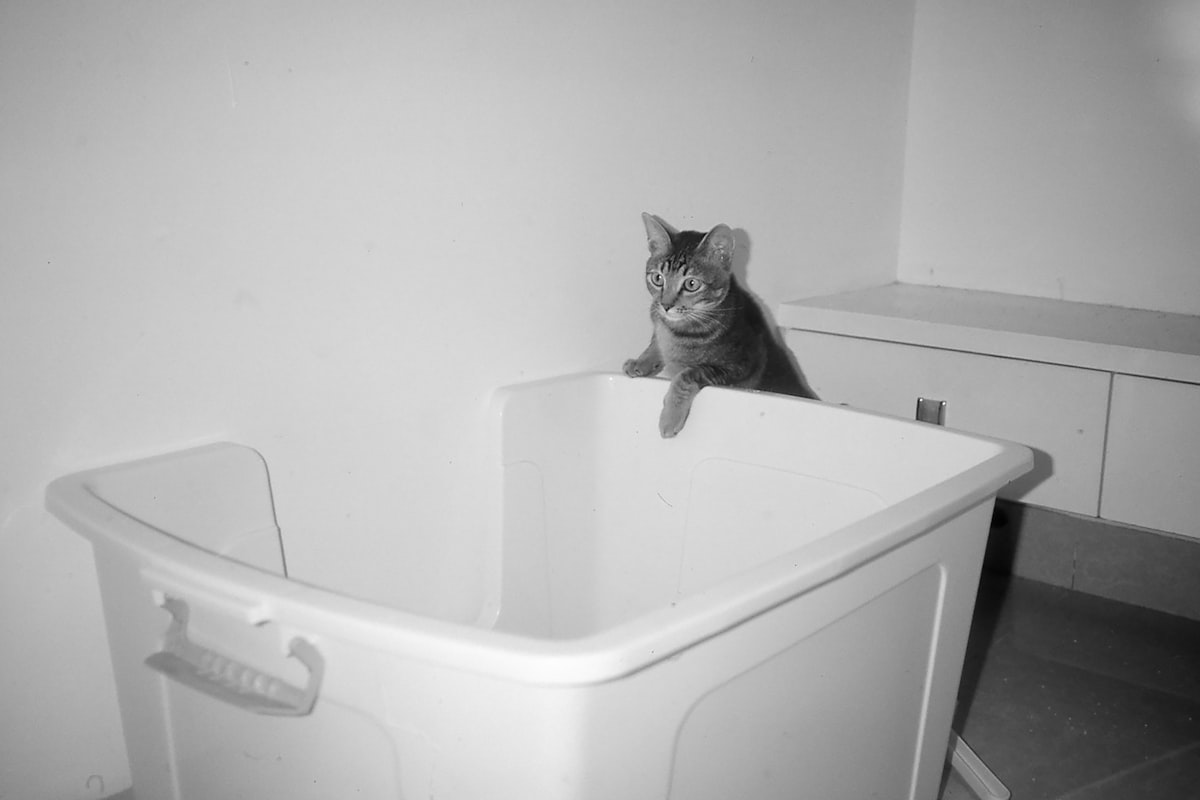 Adult cat won't use litter box - retraining setup with large litter box