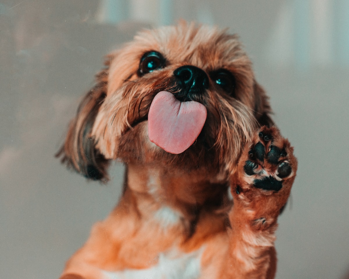Dog licking paws constantly - causes and treatment solutions explained