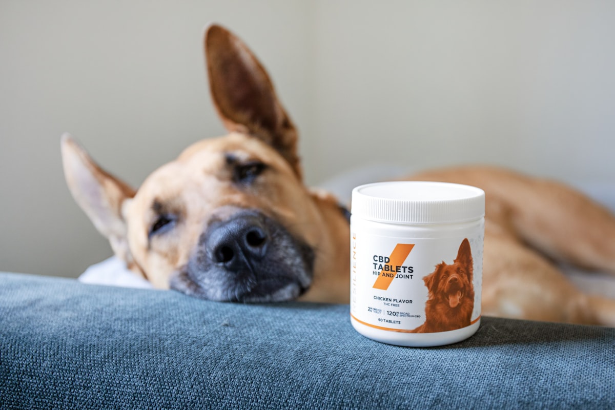 Dog seasonal allergies treatment methods including oatmeal baths and paw wiping