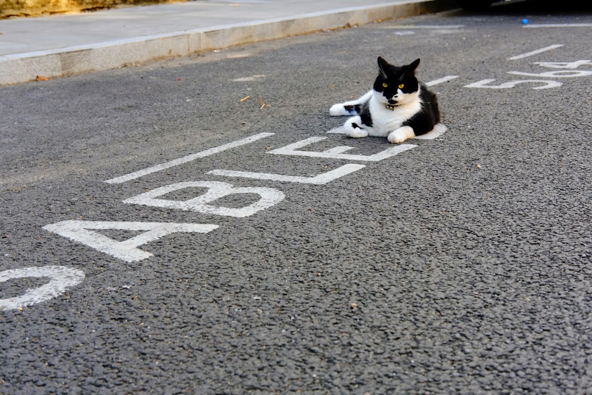 Cat playing with toy showing signs of healthy exercise and activity levels